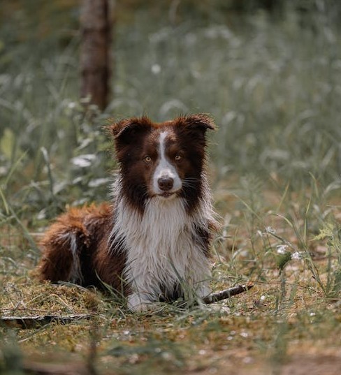 Koirametsän ja eläinpalveluiden varausjärjestelmä - Hallinnoija